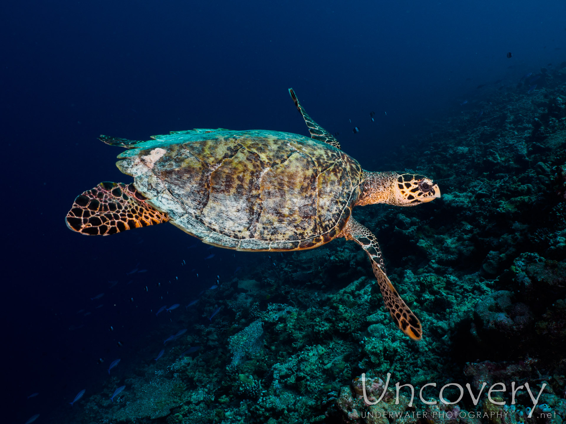 Maldives, South Male Atoll, 18th December ’16: Helmuth Reef
