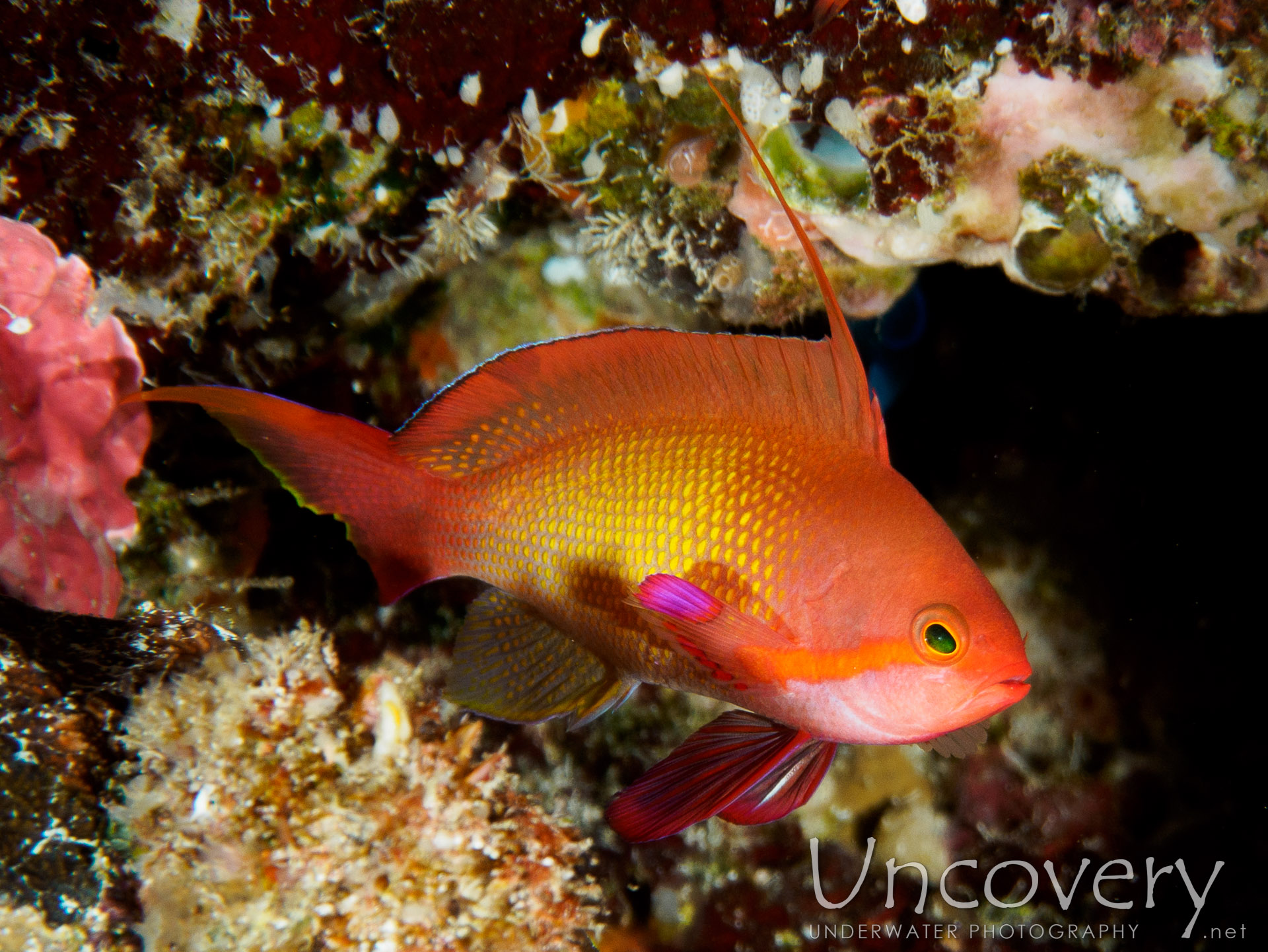 Maldives, South Male Atoll, 19th December ’16: Kalhuhuraa Reef