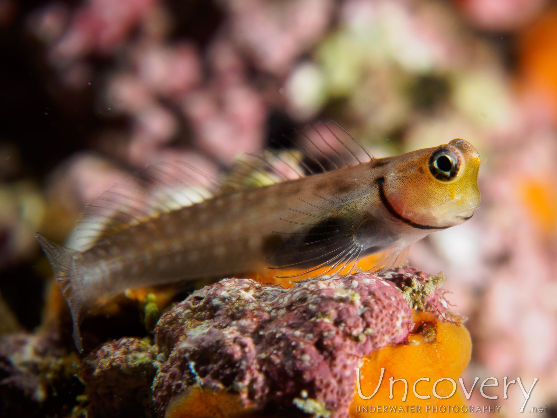 Maldives, South Male Atoll, 19th December ’16: South Reef Out