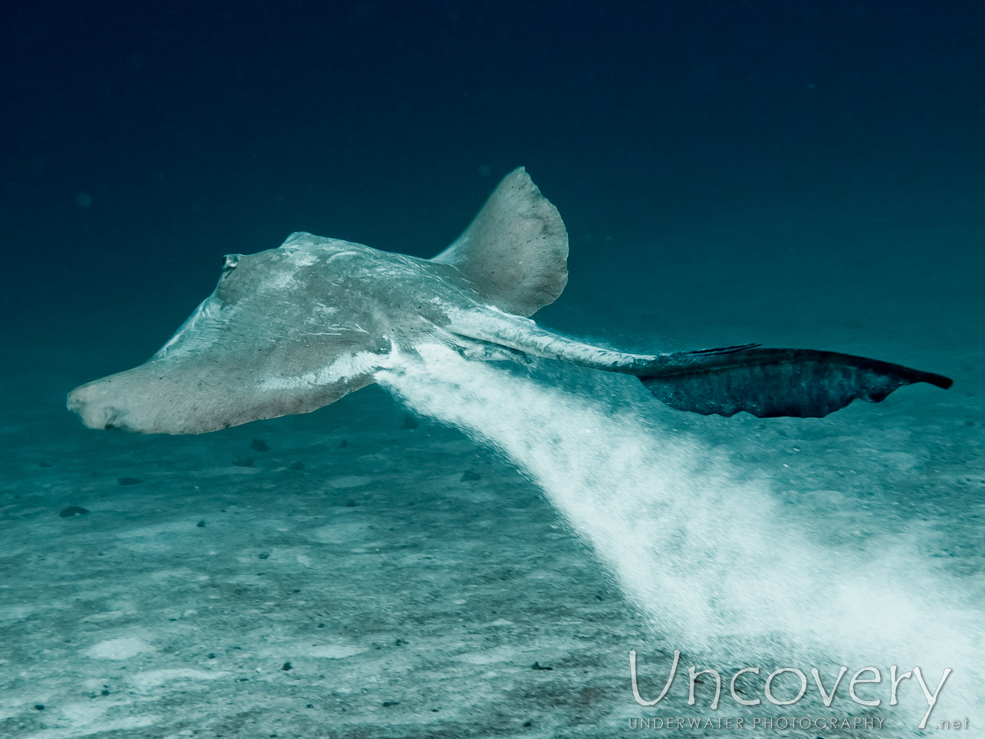 Maldives, South Male Atoll, 21st December ’16: South Reef Out