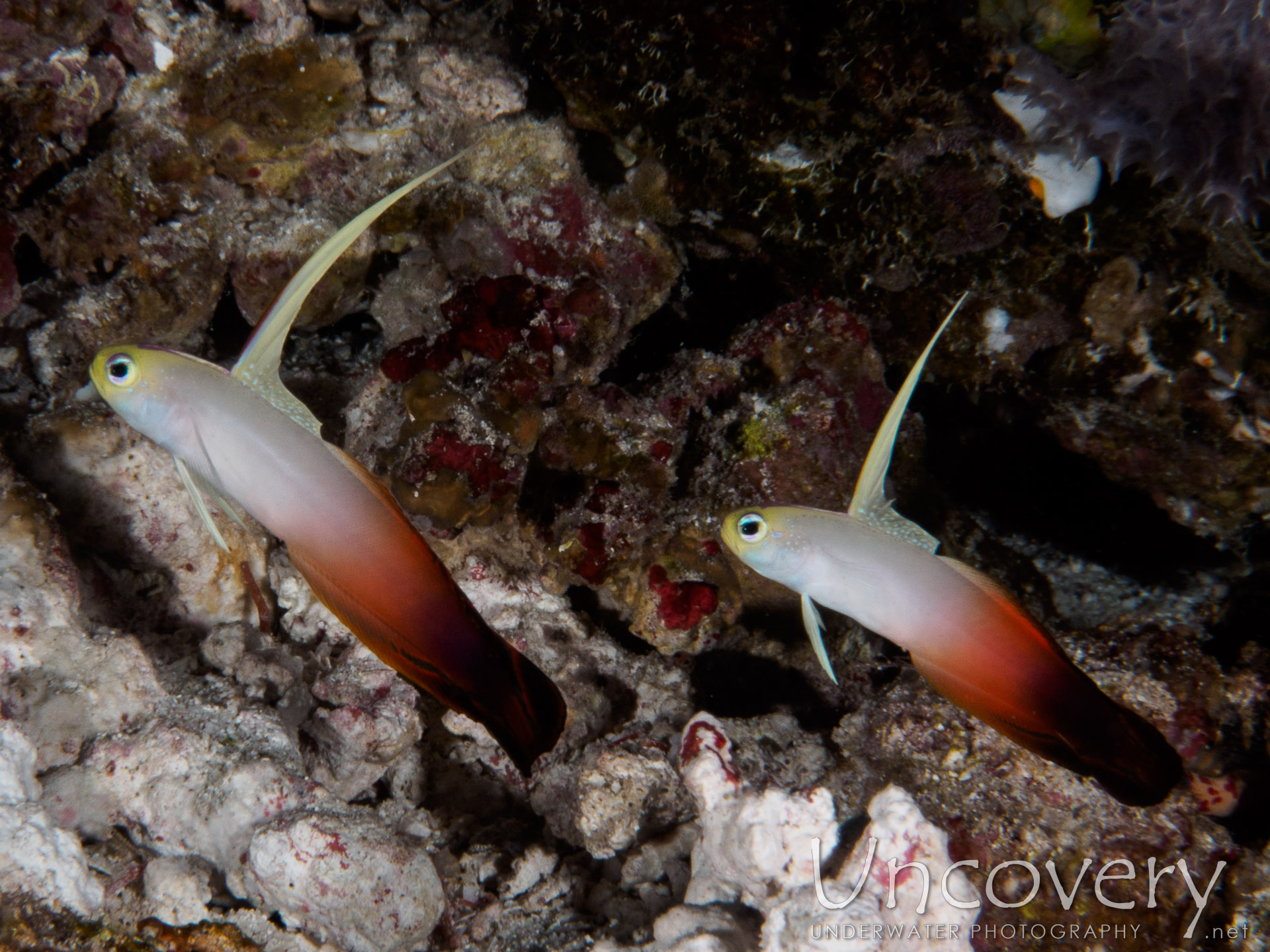 Maldives, South Male Atoll, 23rd December ’16: Helmuth Reef