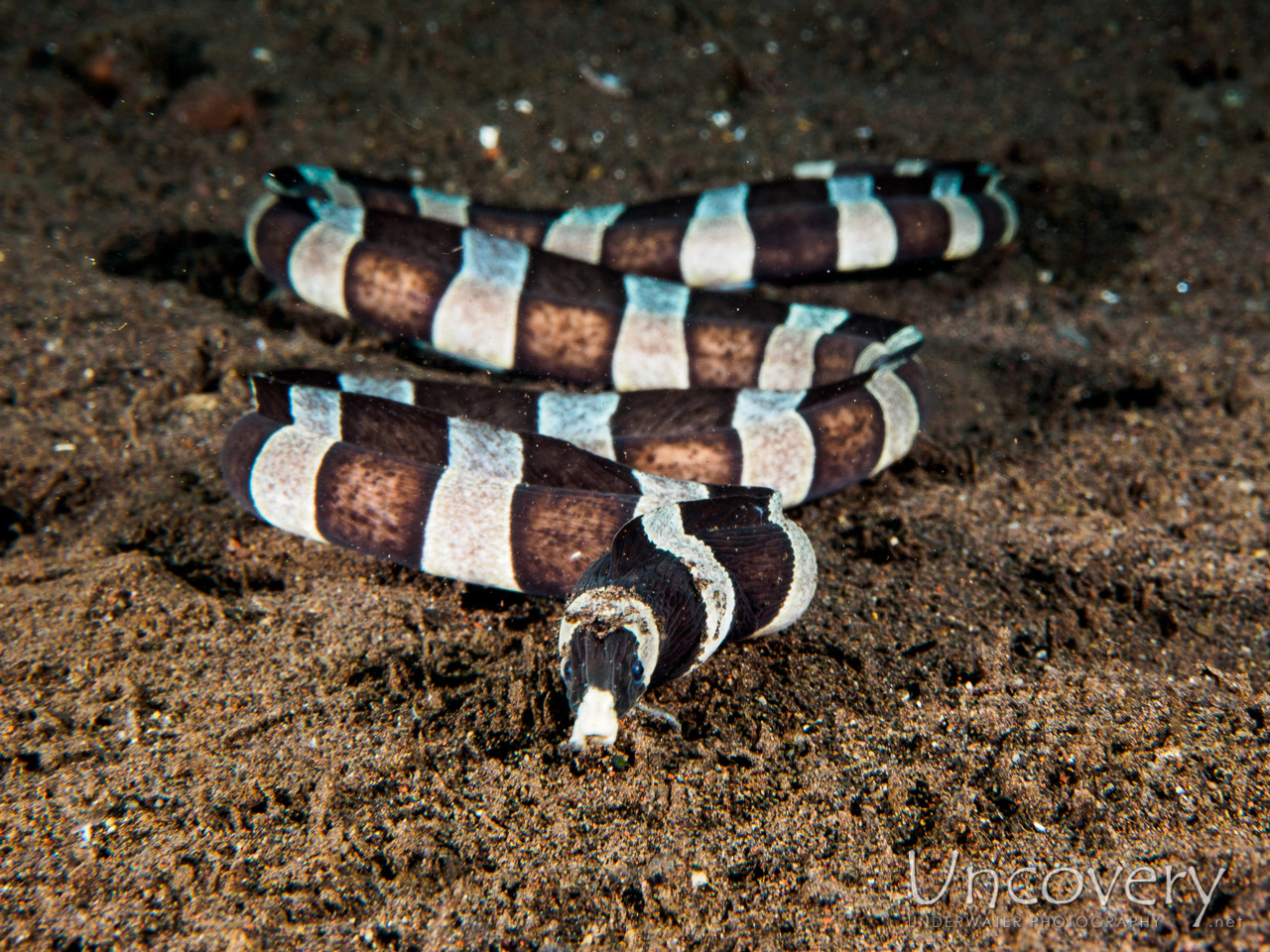 Indonesia, Tulamben, 11th April ’17: Seraya Secrets