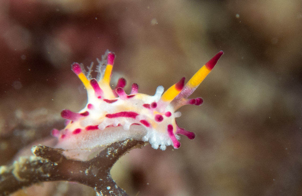 Philippines, Anilao, 17th December ’17: El Pinoy