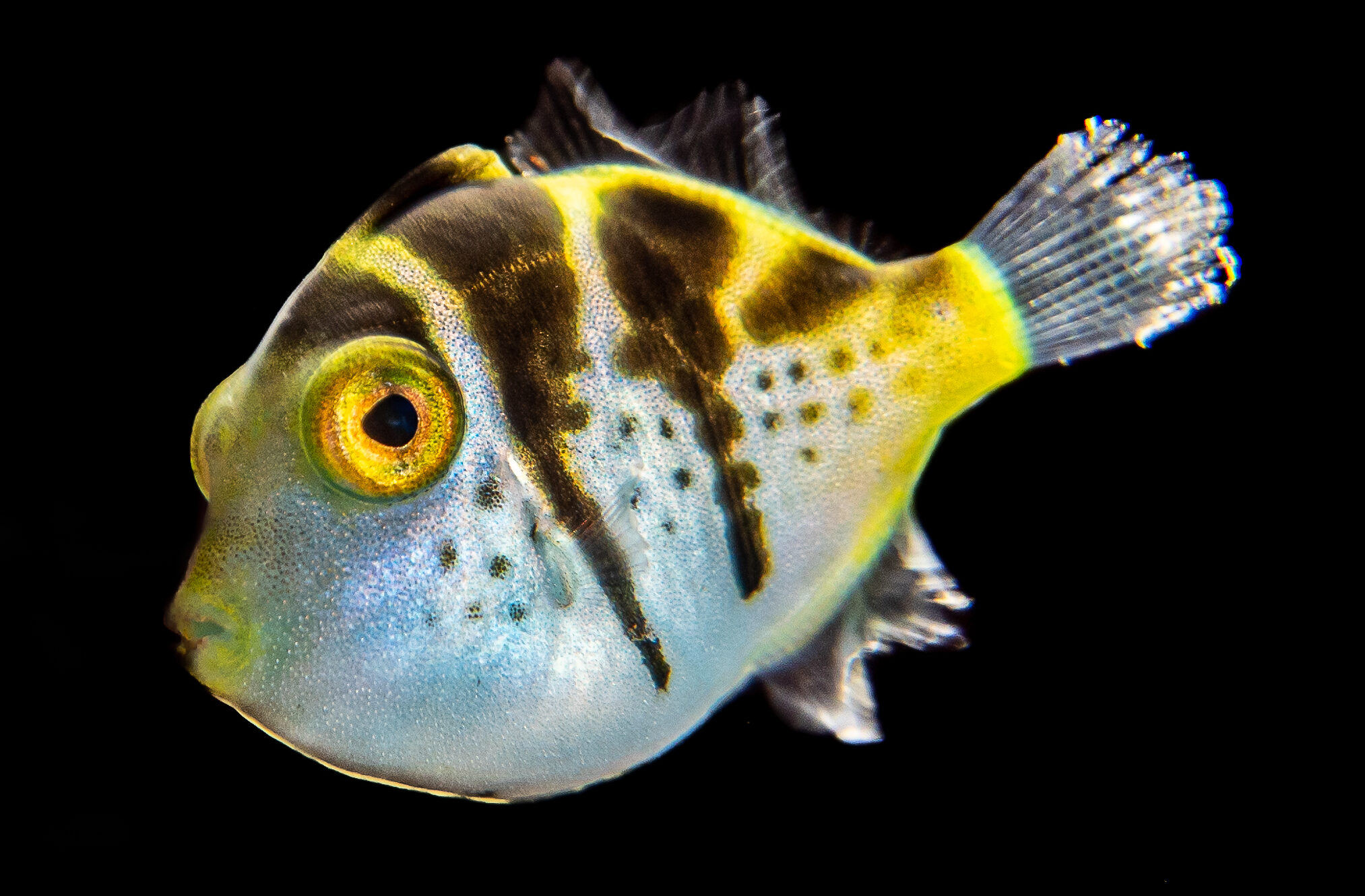 Logo Fish