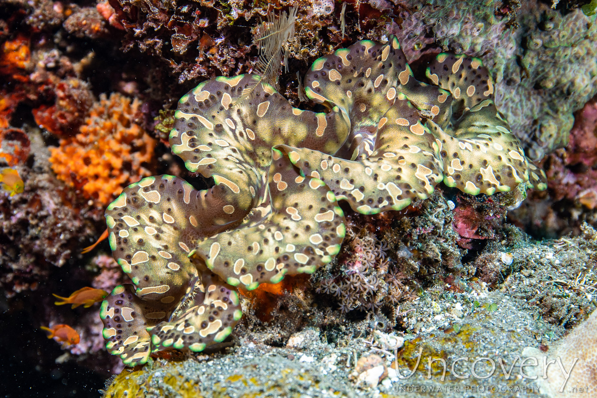 Indonesia, Tulamben, 29th October ’19: Bulakan Reef