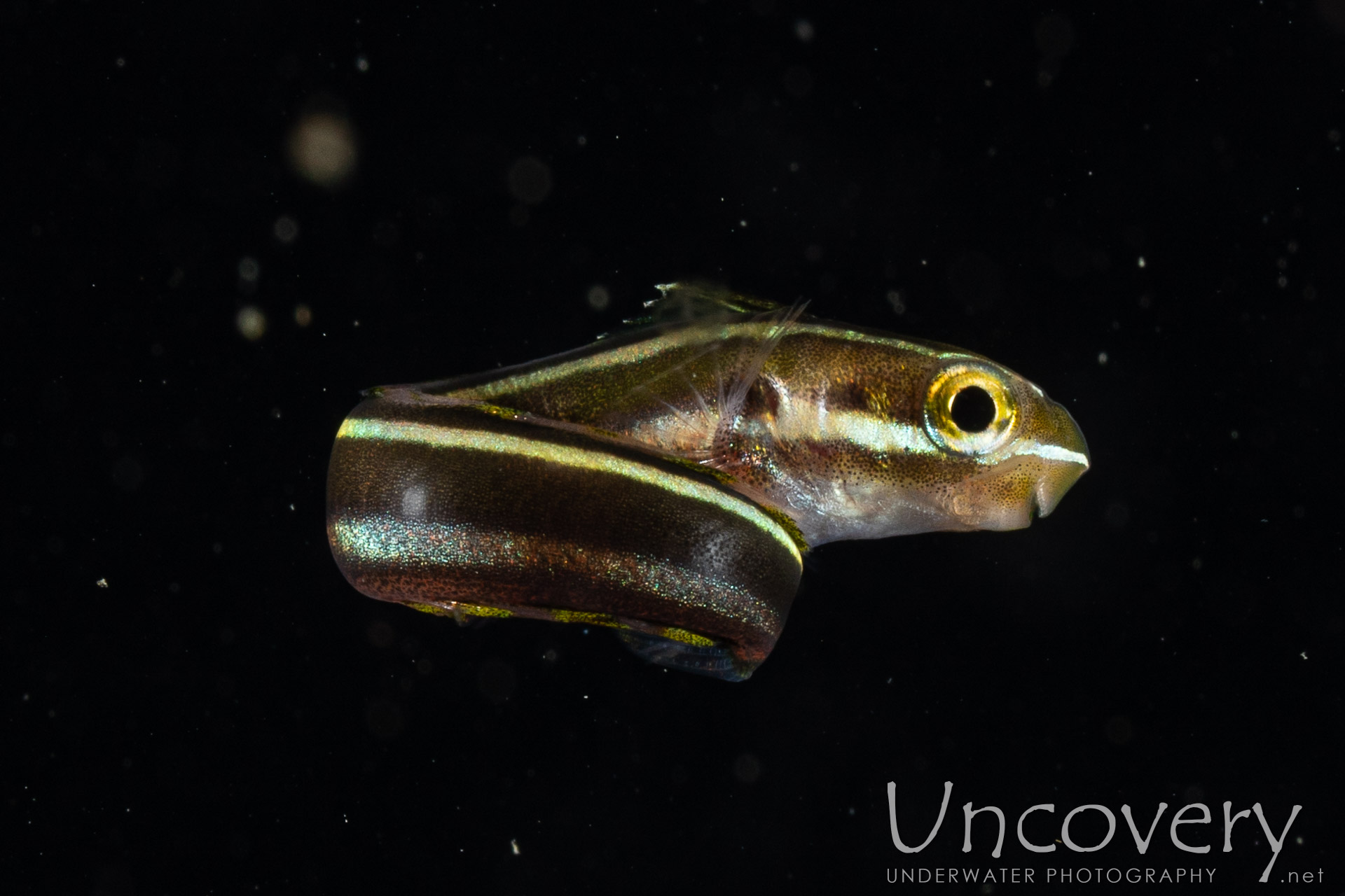 Indonesia, Lembeh Strait, 28th December ’19: Blackwater