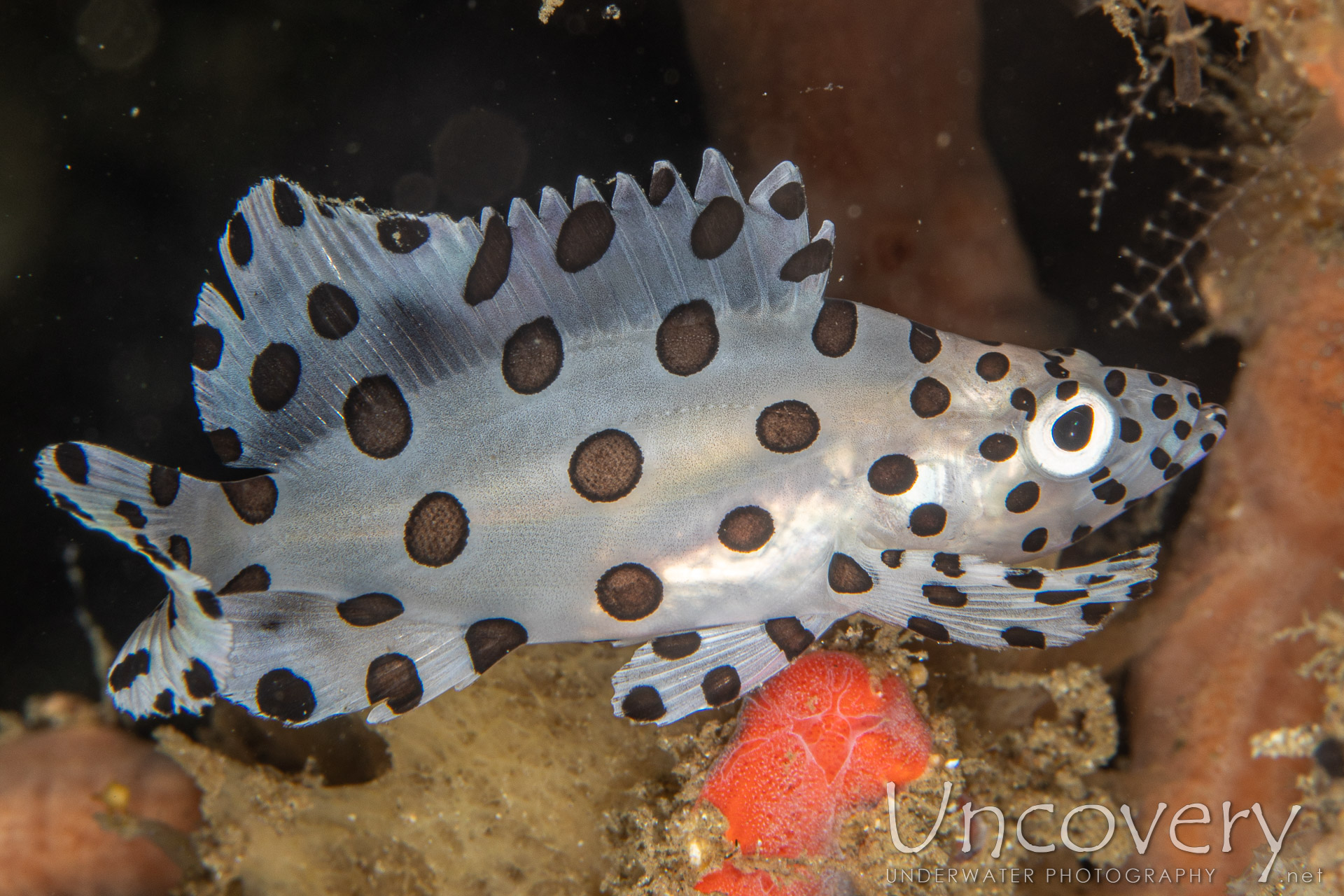Indonesia, Lembeh Strait, 29th December ’19: Papusungan Kecil