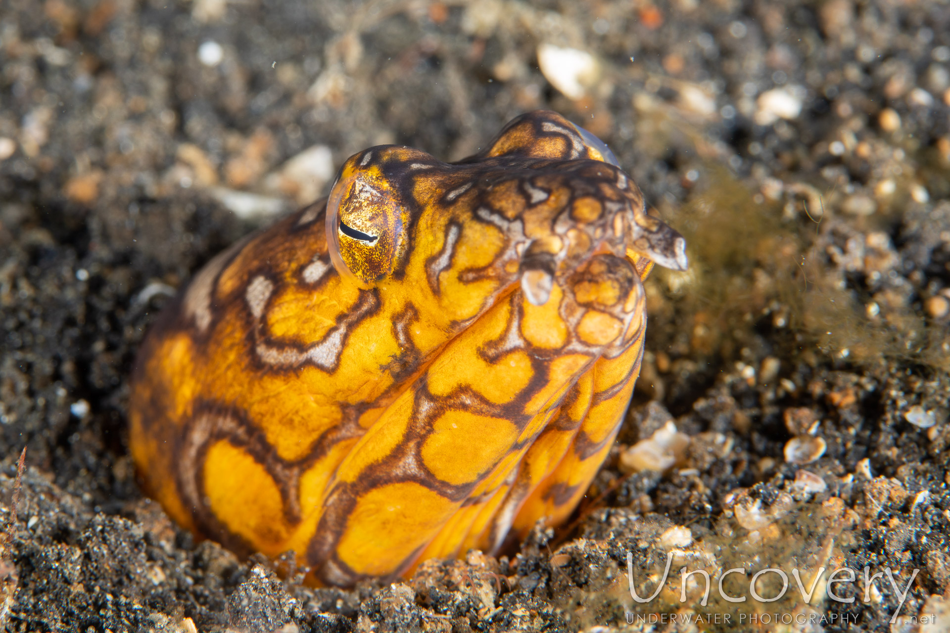 Indonesia, Lembeh Strait, 29th December ’19: TK 1