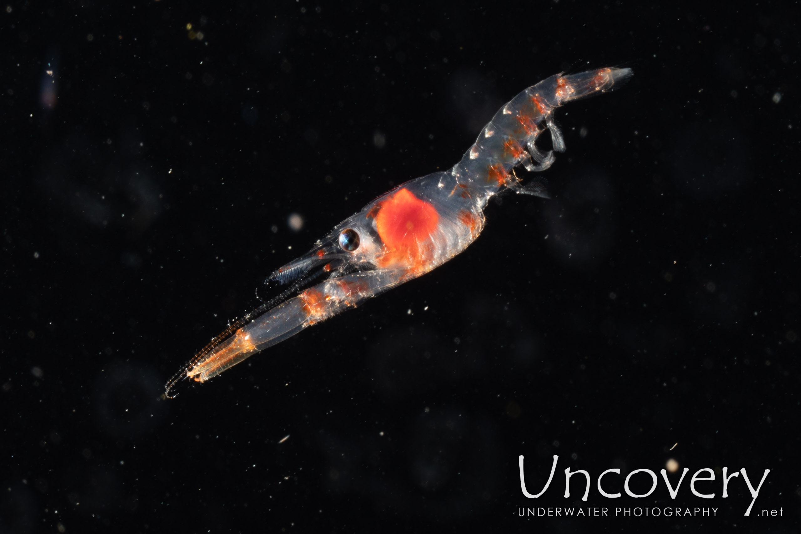 Indonesia, Lembeh Strait, 2nd January ’20: TK Blackwater