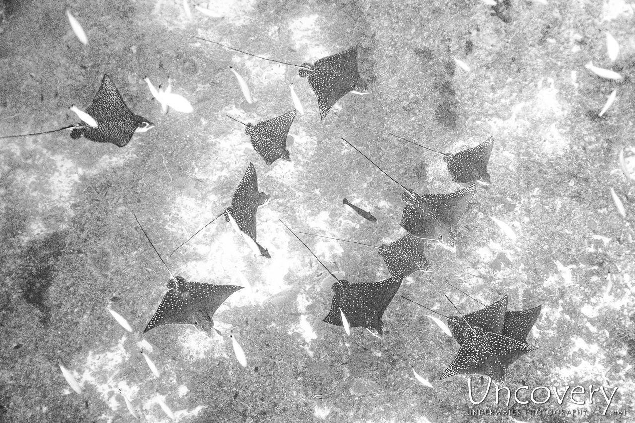 Maldives, South Male Atoll, 7th April ’23: Cocoa Thila