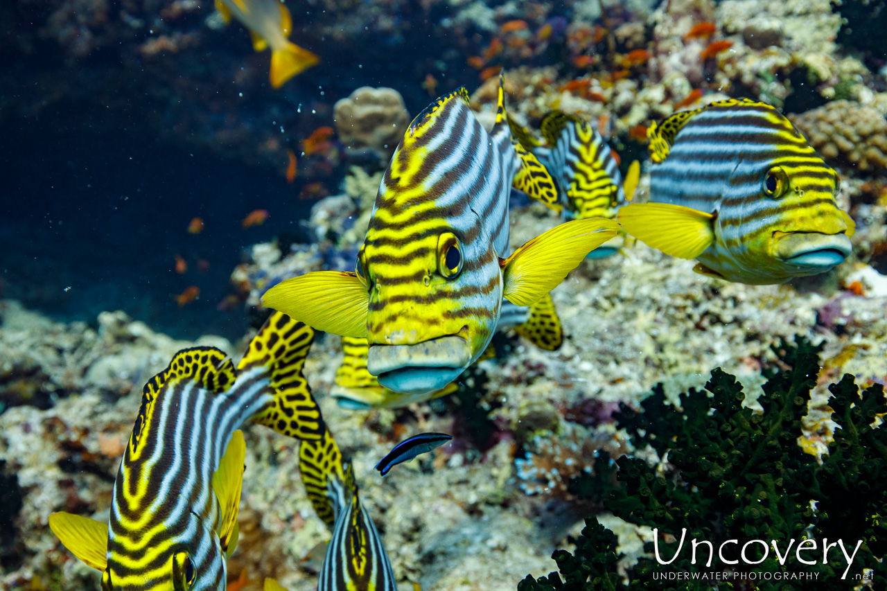 Maldives, South Male Atoll, 8th April ’23: Gulhi Thila
