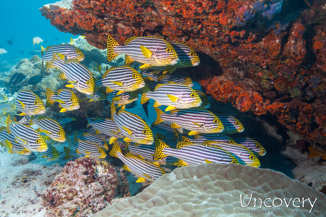 Maldives, South Male Atoll, 12th April ’23: Miaru Faru