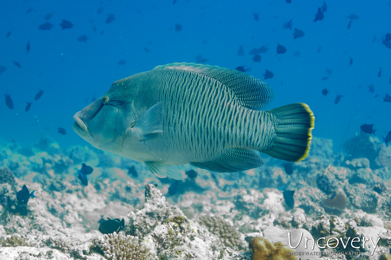 Maldives, South Male Atoll, 12th April ’23: Veligandu Beiru