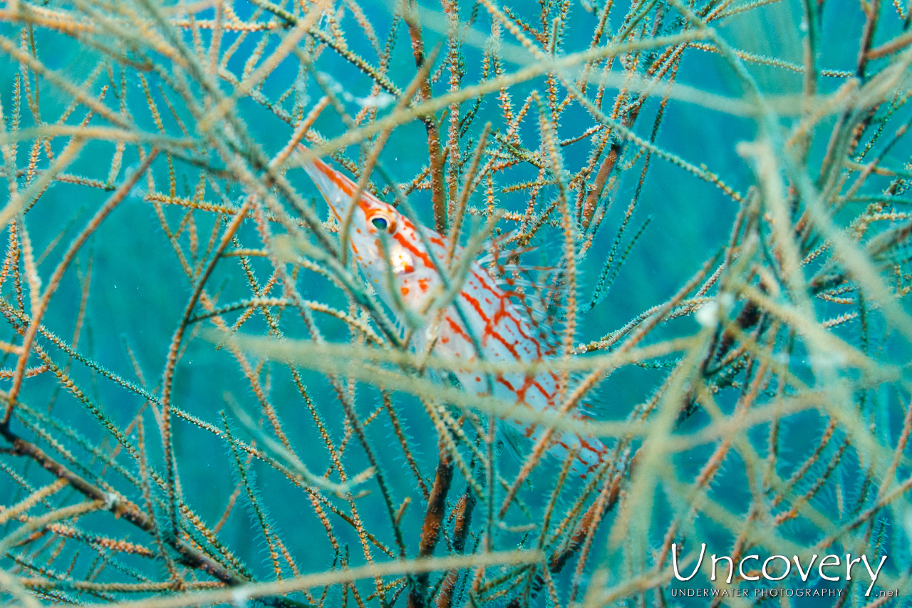 Maldives, South Male Atoll, 13th April ’23: Kuda Giri