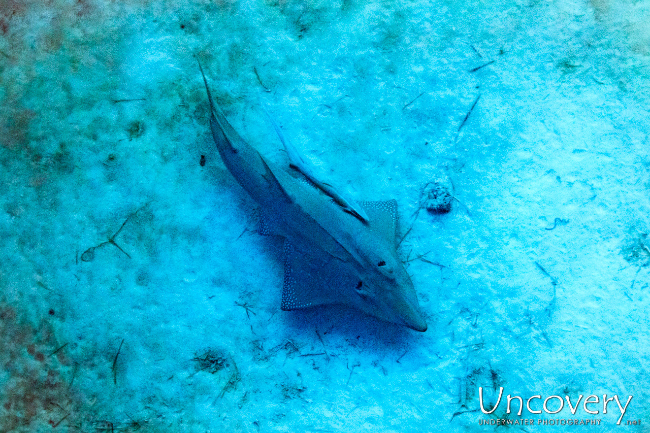 Maldives, South Male Atoll, 14th April ’23: Shark Tank