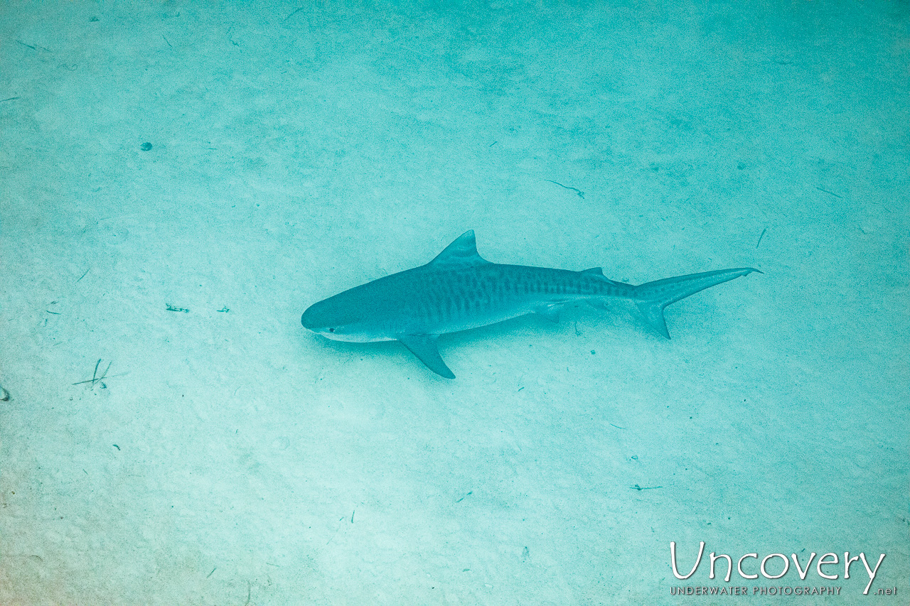 Maldives, South Male Atoll, 14th April ’23: Shark Tank