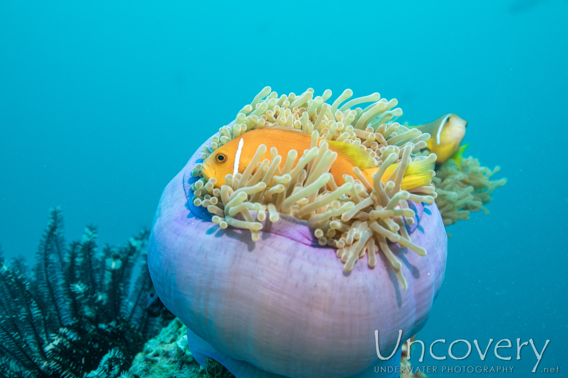 Maldives, South Male Atoll, 26th December ’23: Vari Giri