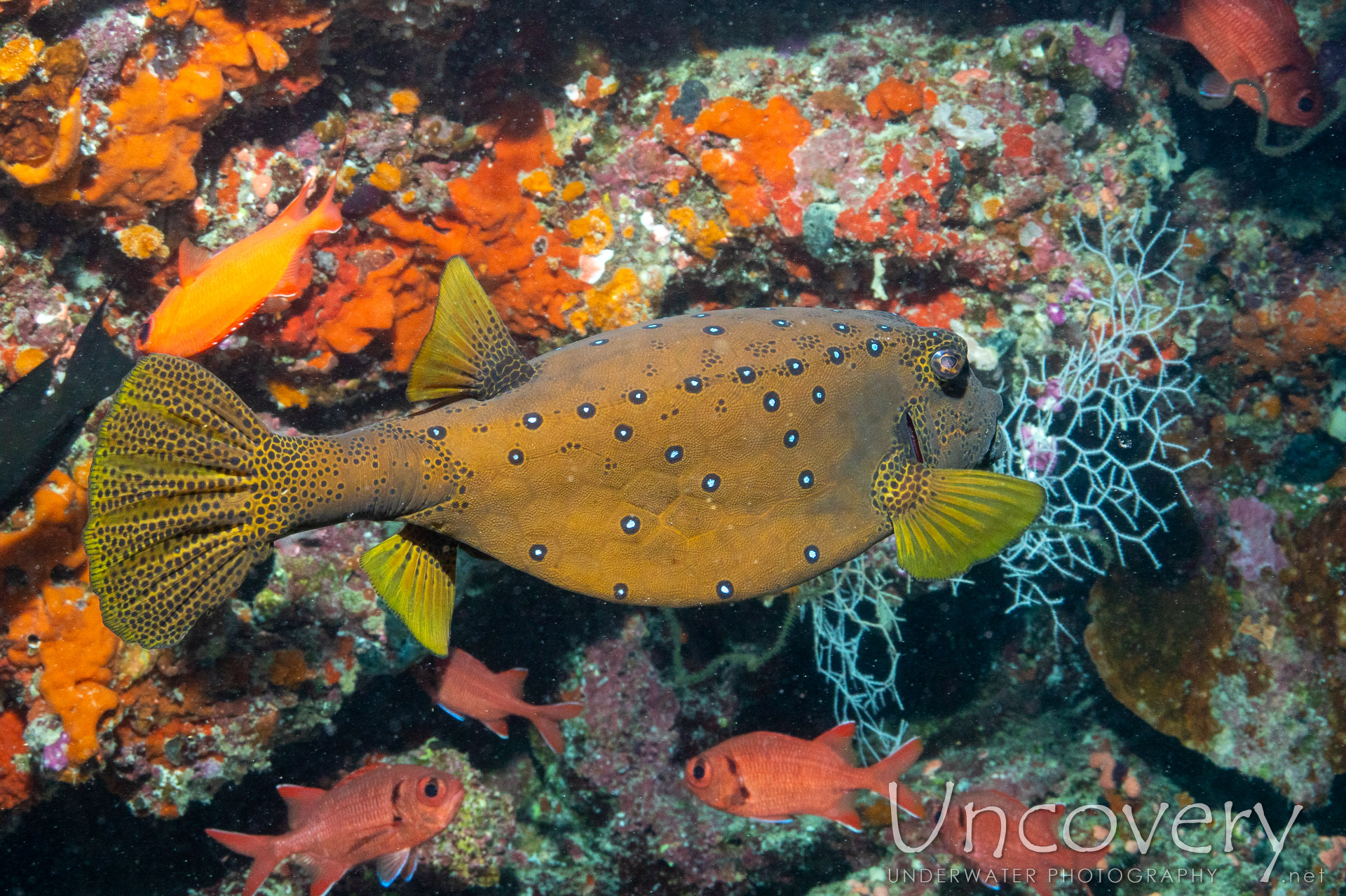 Maldives, South Male Atoll, 27th December ’23: Kuda Giri