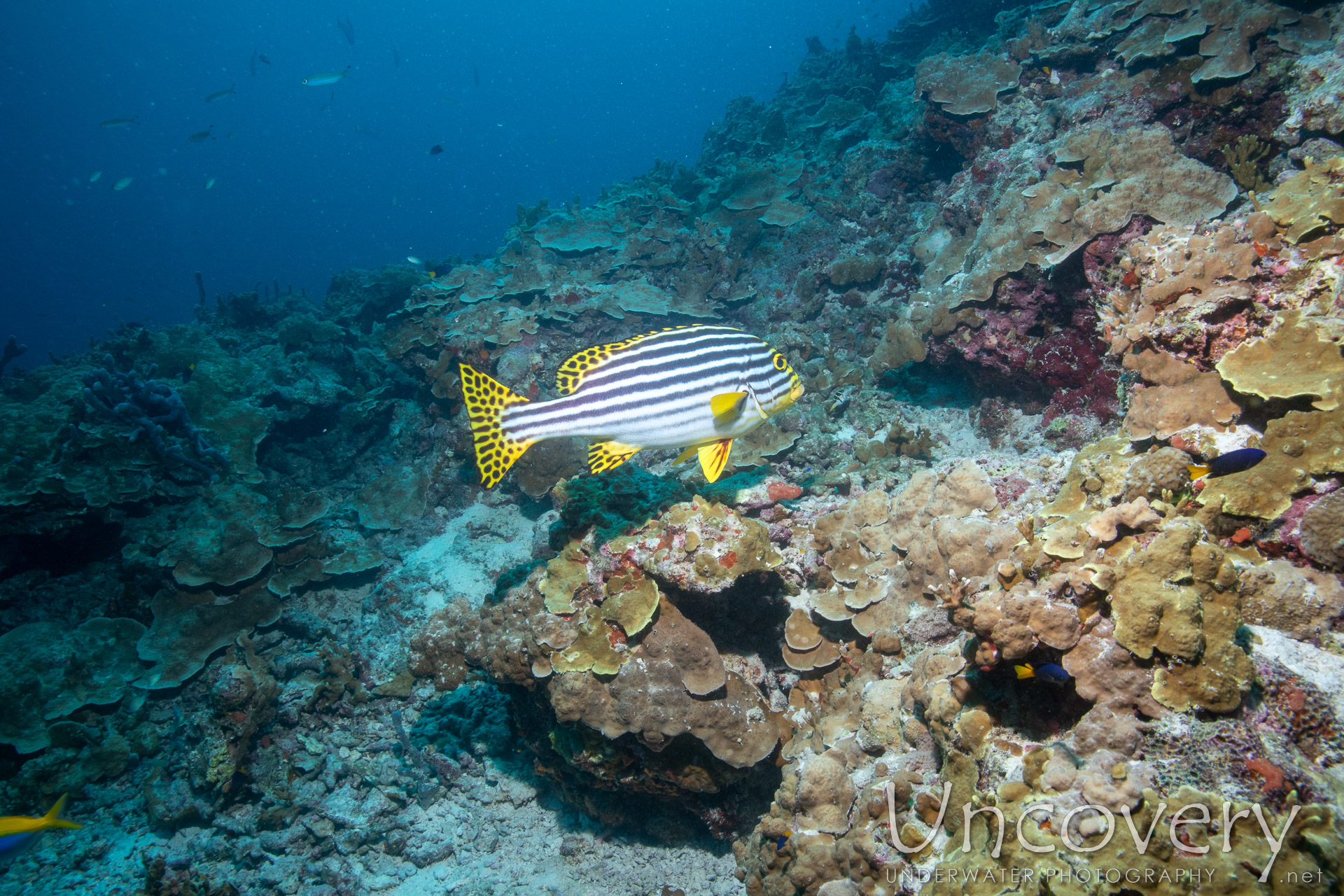 Maldives, South Male Atoll, 27th December ’23: Horah Giri