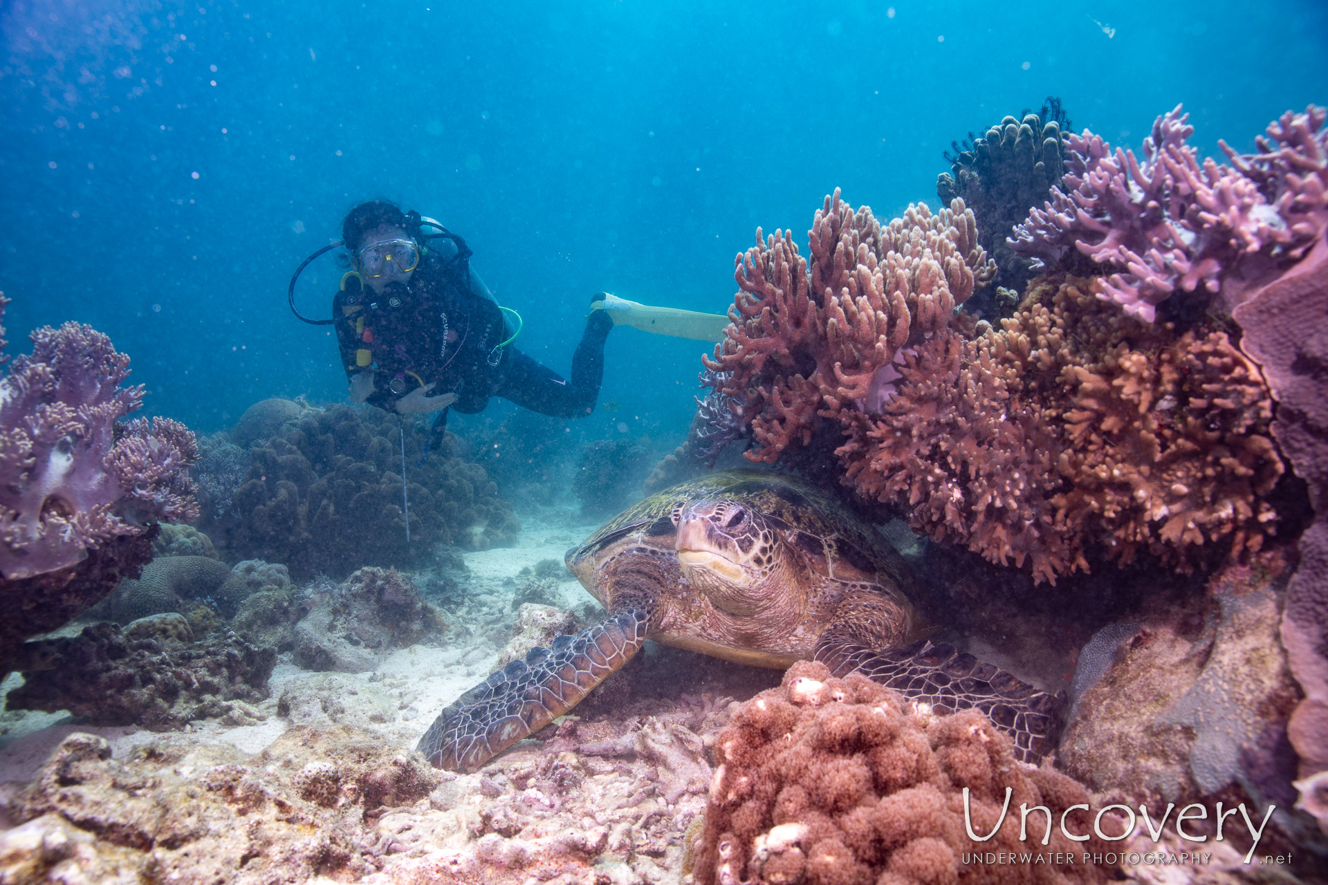 Philippines, Apo Island, 6th April ’24: Katipanan