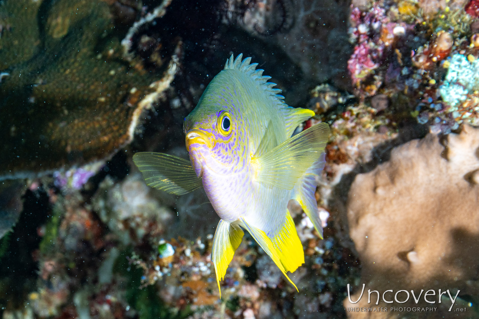 Indonesia, West Manggarai Regency, 11th August ’25: Pengah Kecil