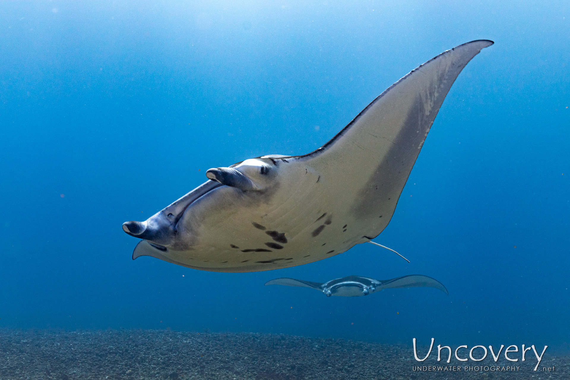 Indonesia, West Manggarai Regency, 12th August ’25: Manta Point