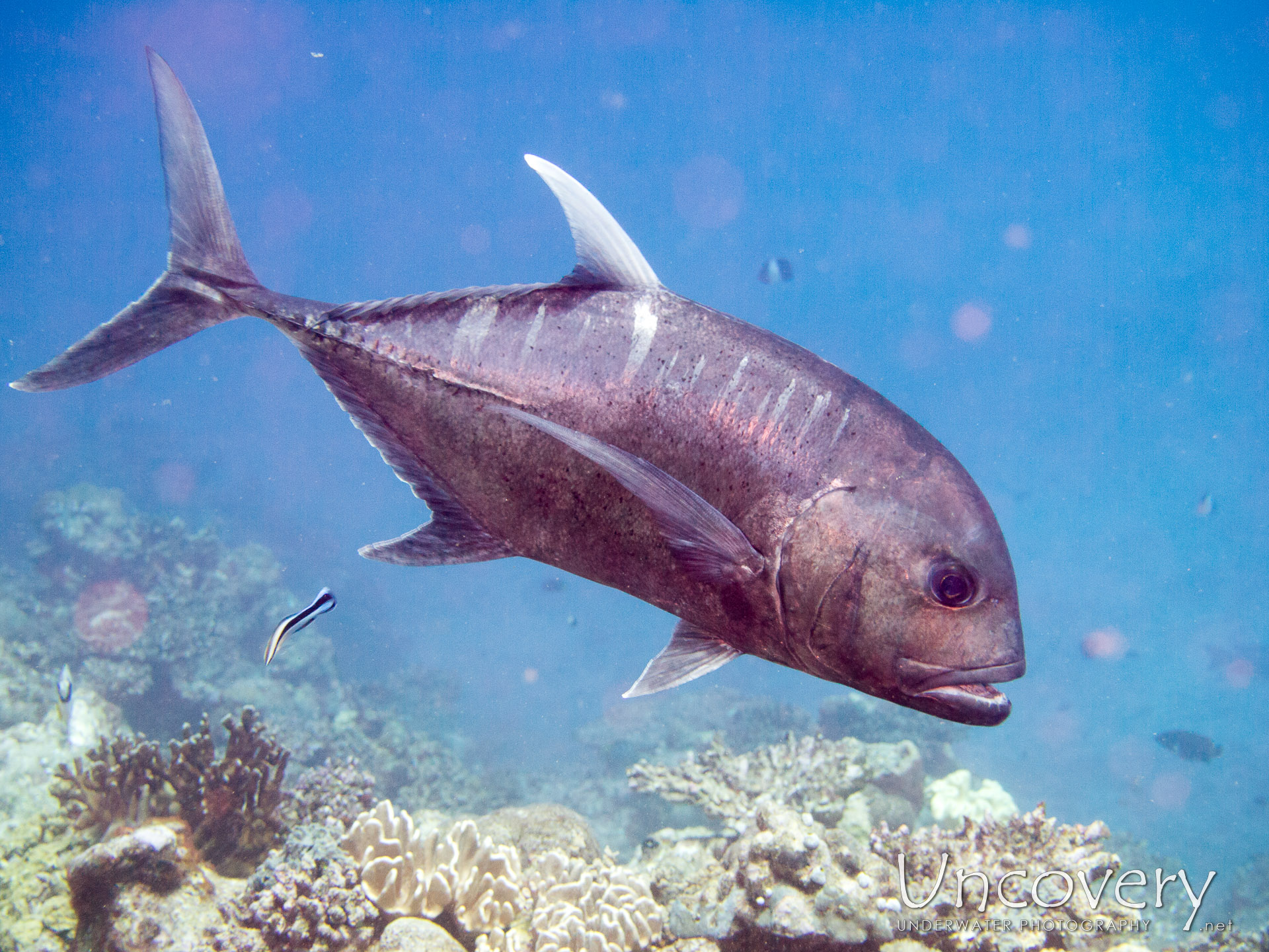Maldives, North Male Atoll, 3rd August ’15: Madivaru Beyru