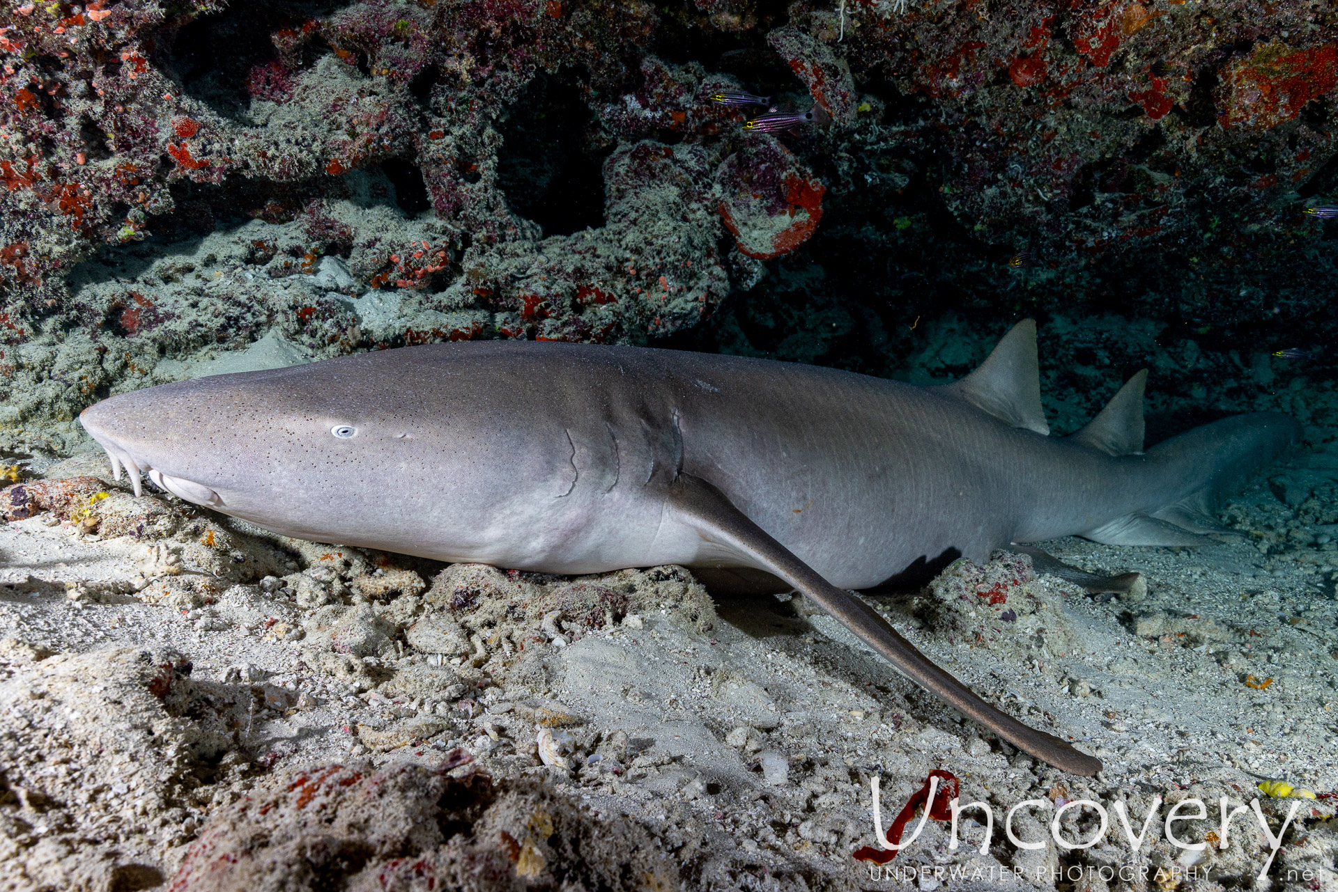 Maldives, South Male Atoll, 24th December ’25: Cocoa Giri