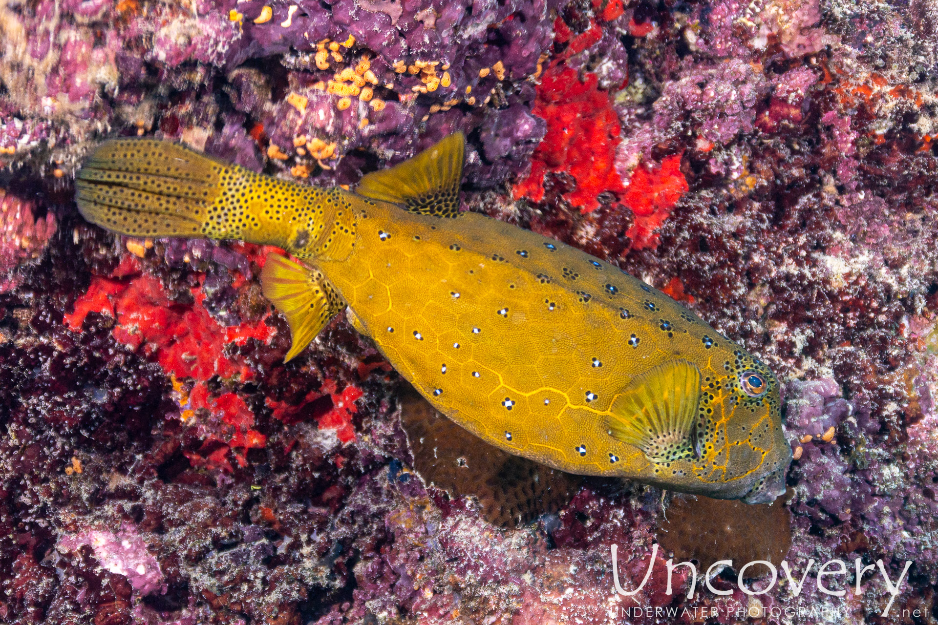 Maldives, South Male Atoll, 21st December ’25: Vah Giri